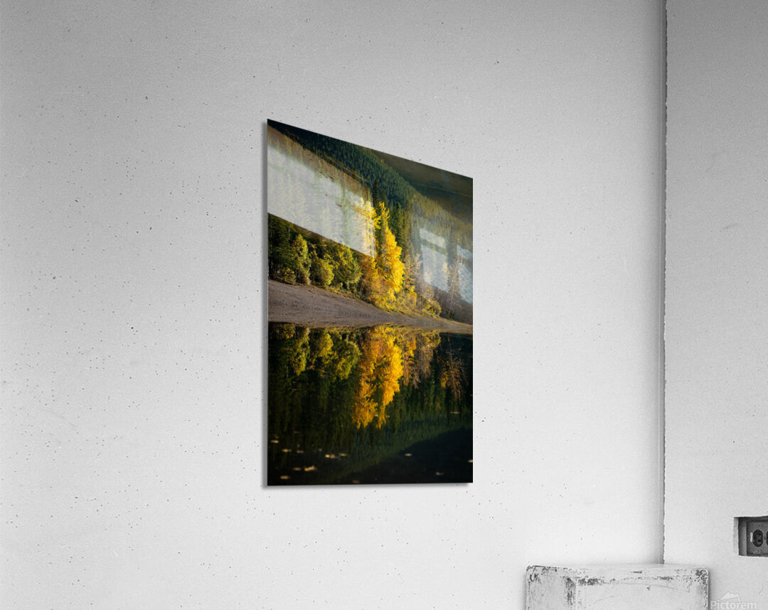 Golden Reflection Acrylic Print