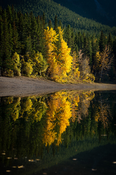 Golden Reflection Print
